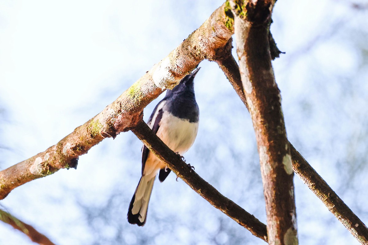 Сорочий шама - ML647615316