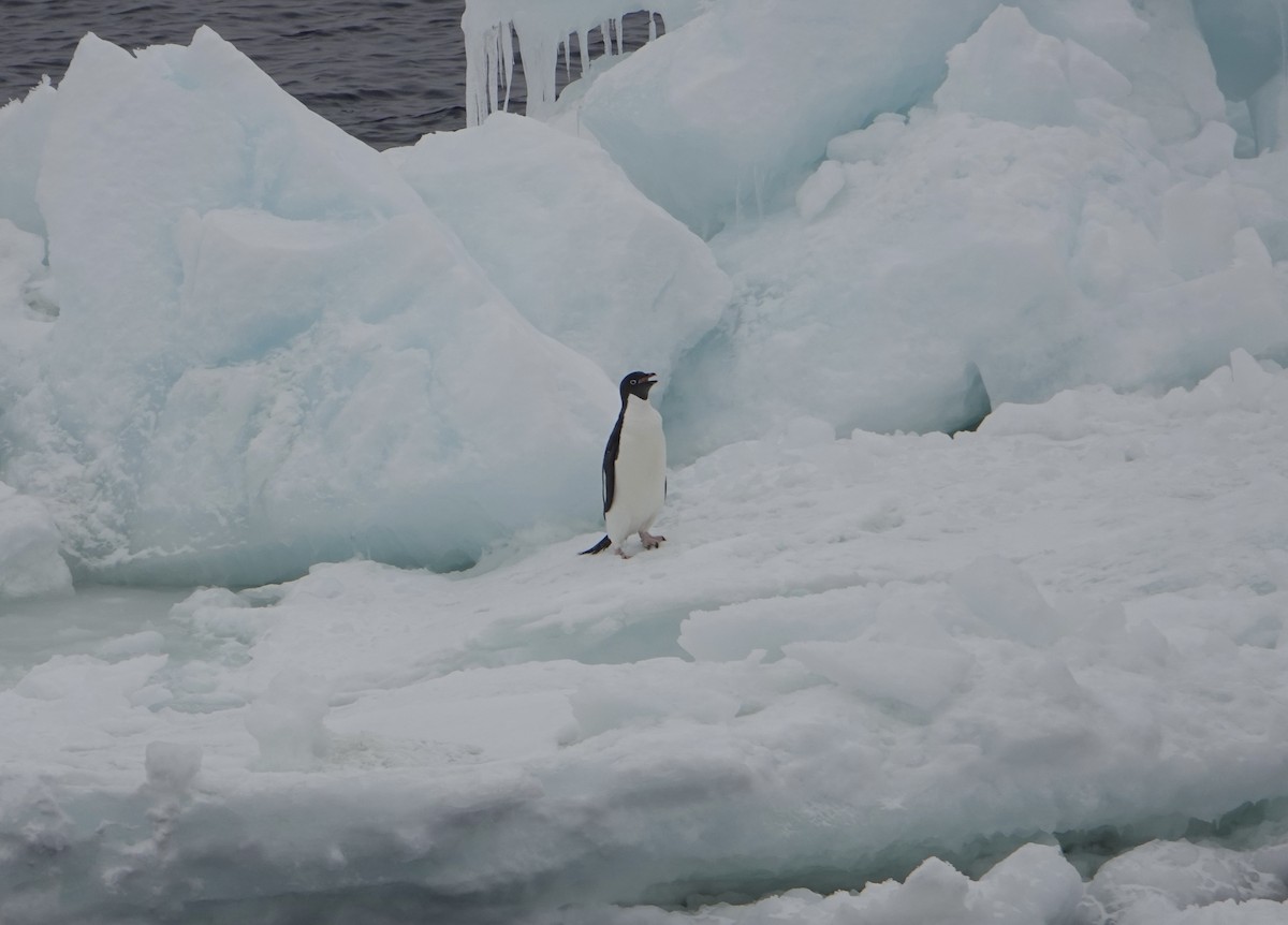 Adelie Penguin - ML647615317