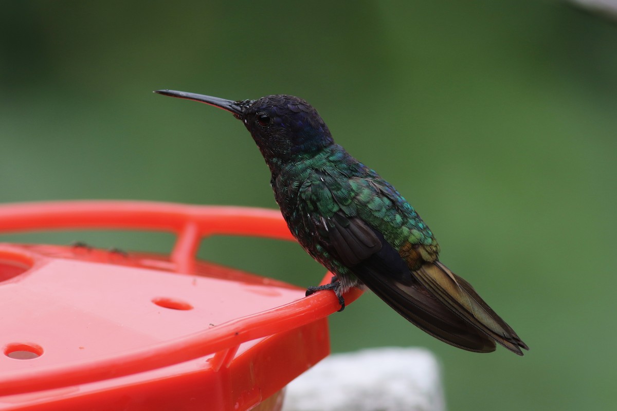 Golden-tailed Sapphire - ML647615325