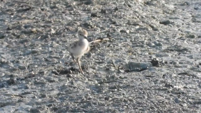 Кулик-довгоніг чорнокрилий - ML647615328