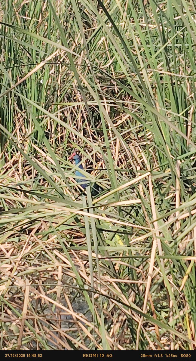 Султанка сіроголова - ML647615333