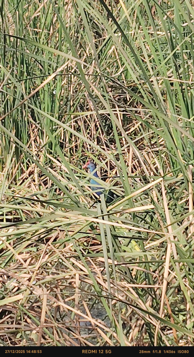 Султанка сіроголова - ML647615336