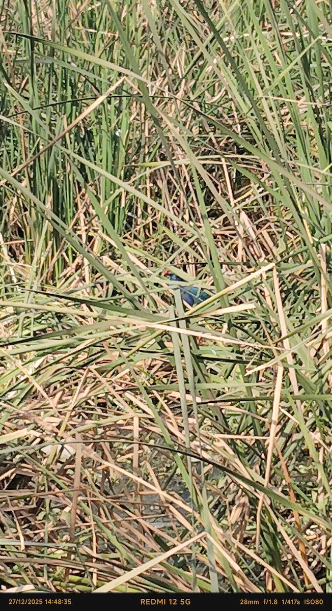 Султанка сіроголова - ML647615339