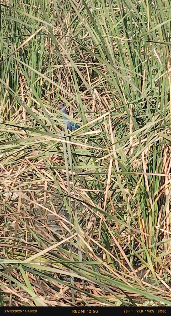 Султанка сіроголова - ML647615341