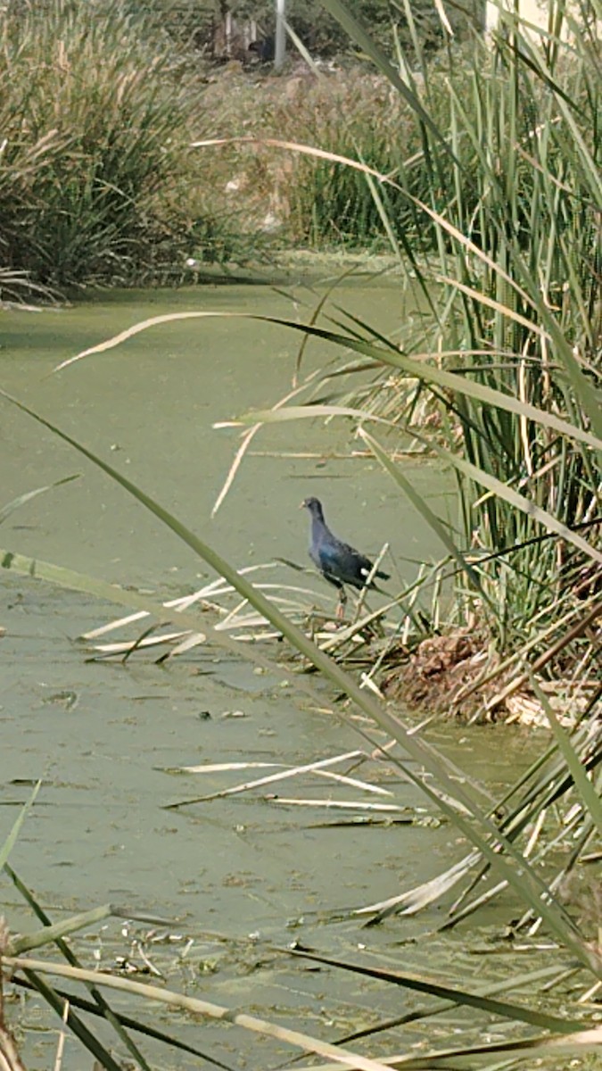 Султанка сіроголова - ML647615343