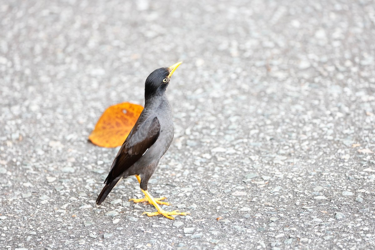 Яванская майна - ML647615351