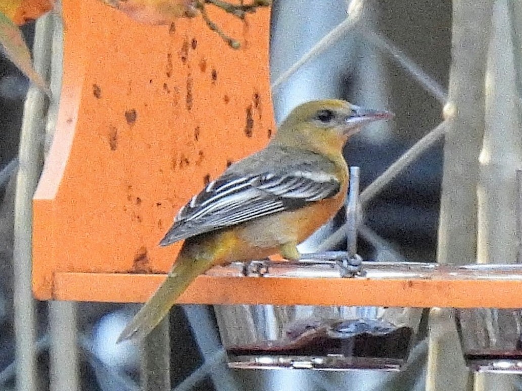 ボルチモアムクドリモドキ - ML647615356