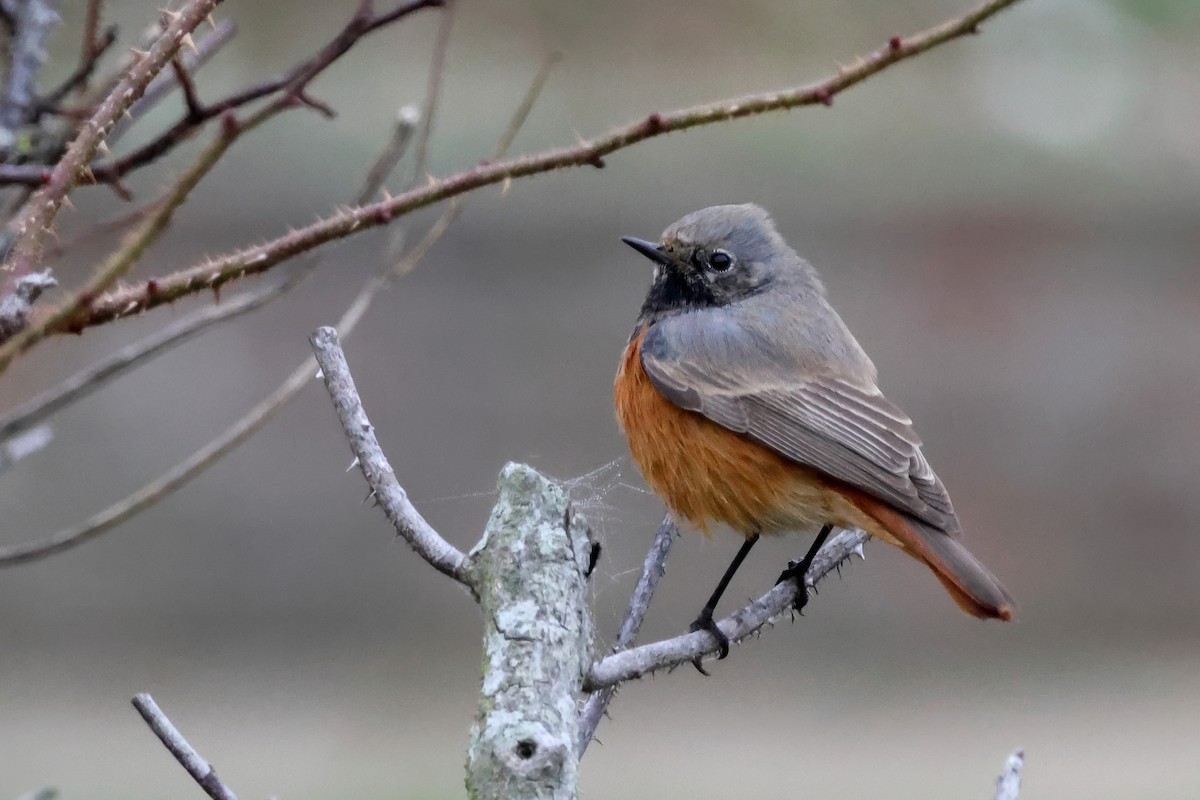 Горихвістка чорна - ML647615366