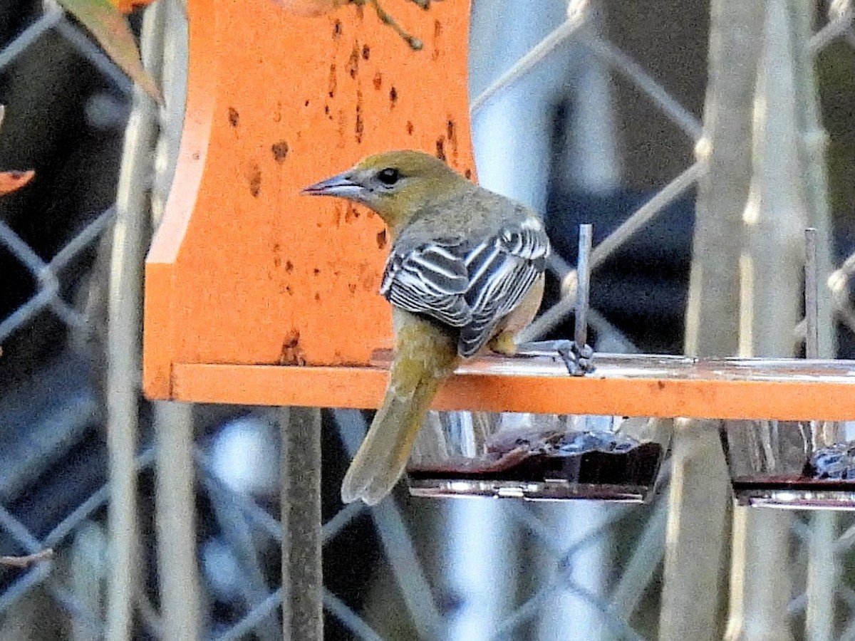 ボルチモアムクドリモドキ - ML647615367