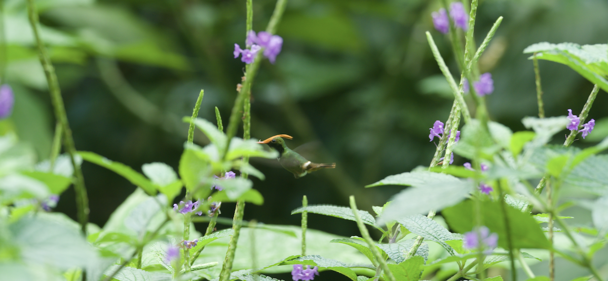 Колібрі-кокетка довгочубий - ML647615373