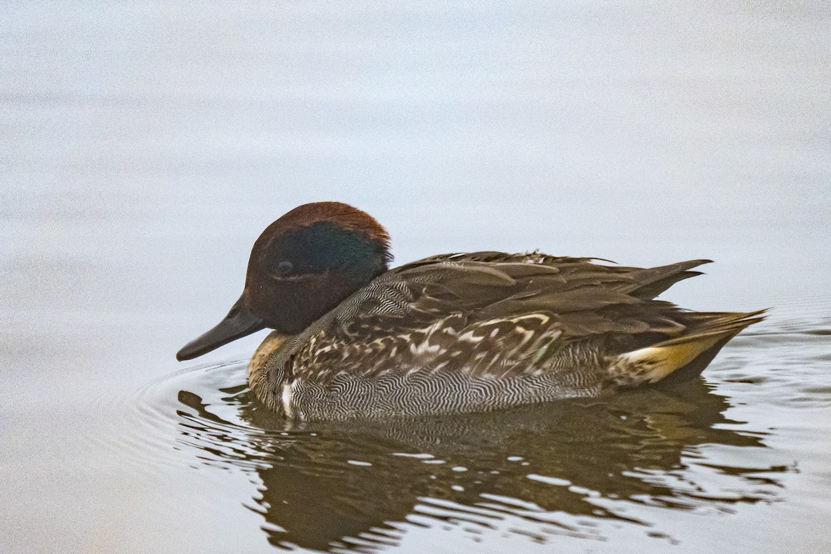 Чирянка мала - ML647615378