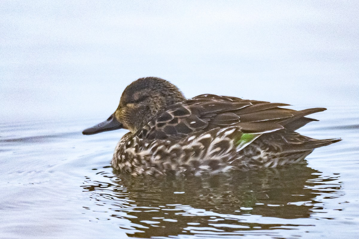 Чирянка мала - ML647615379