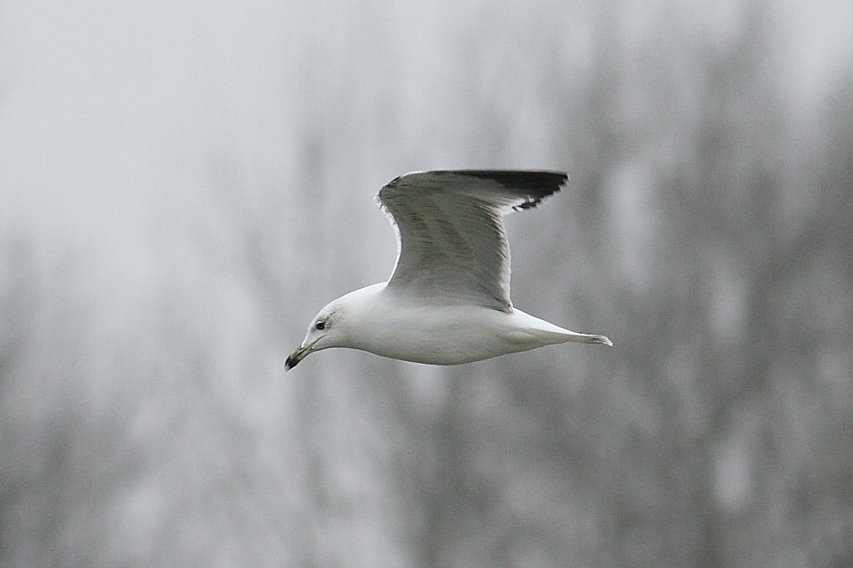 Мартин скельний - ML647615380