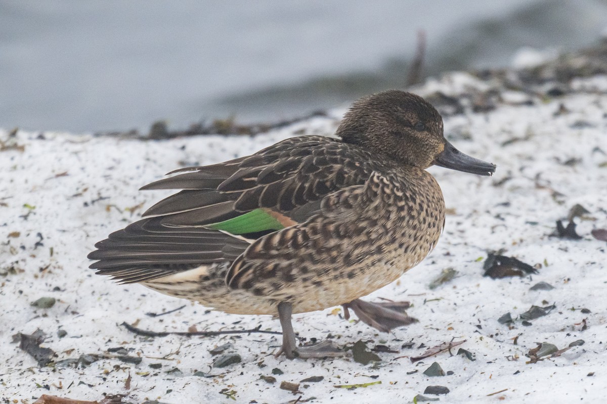 Чирянка мала - ML647615381