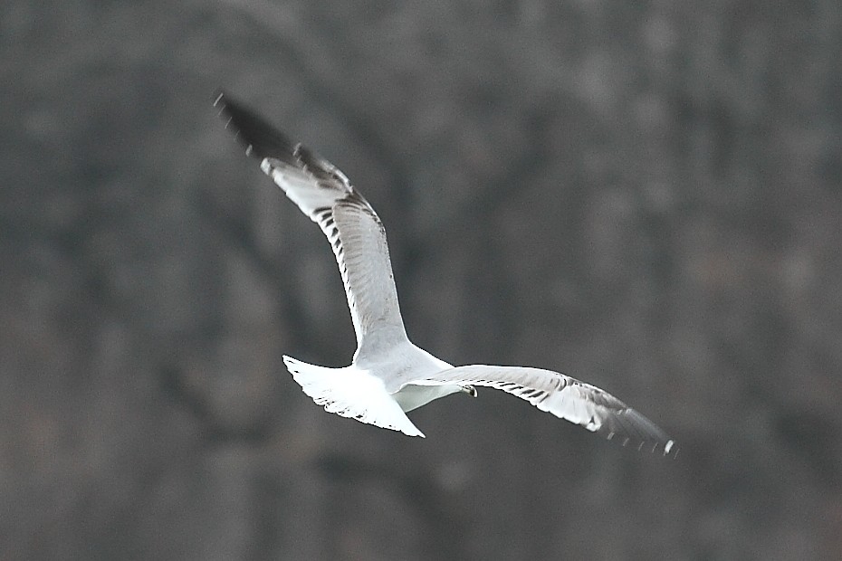 Мартин скельний - ML647615382