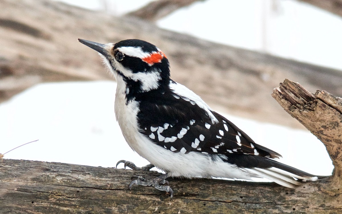 Дятел волохатий - ML647615384