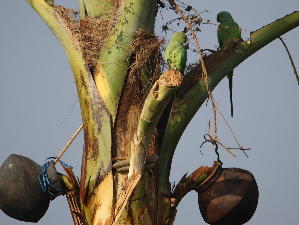 Папуга Крамера - ML647615386