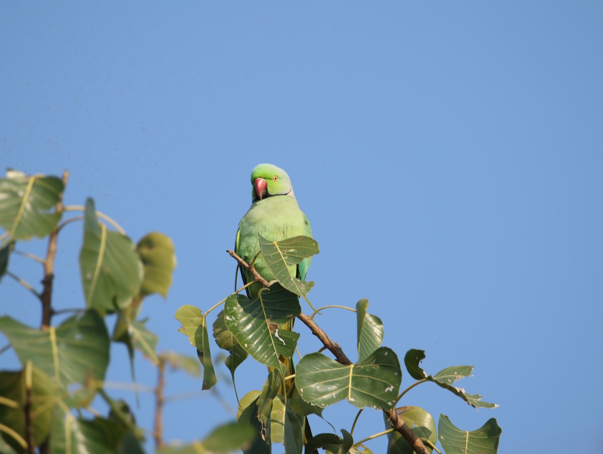 Папуга Крамера - ML647615387