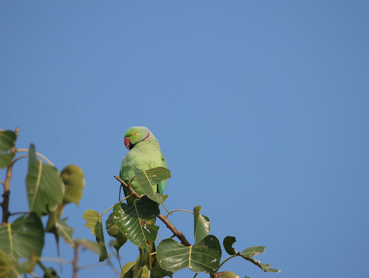 Папуга Крамера - ML647615388