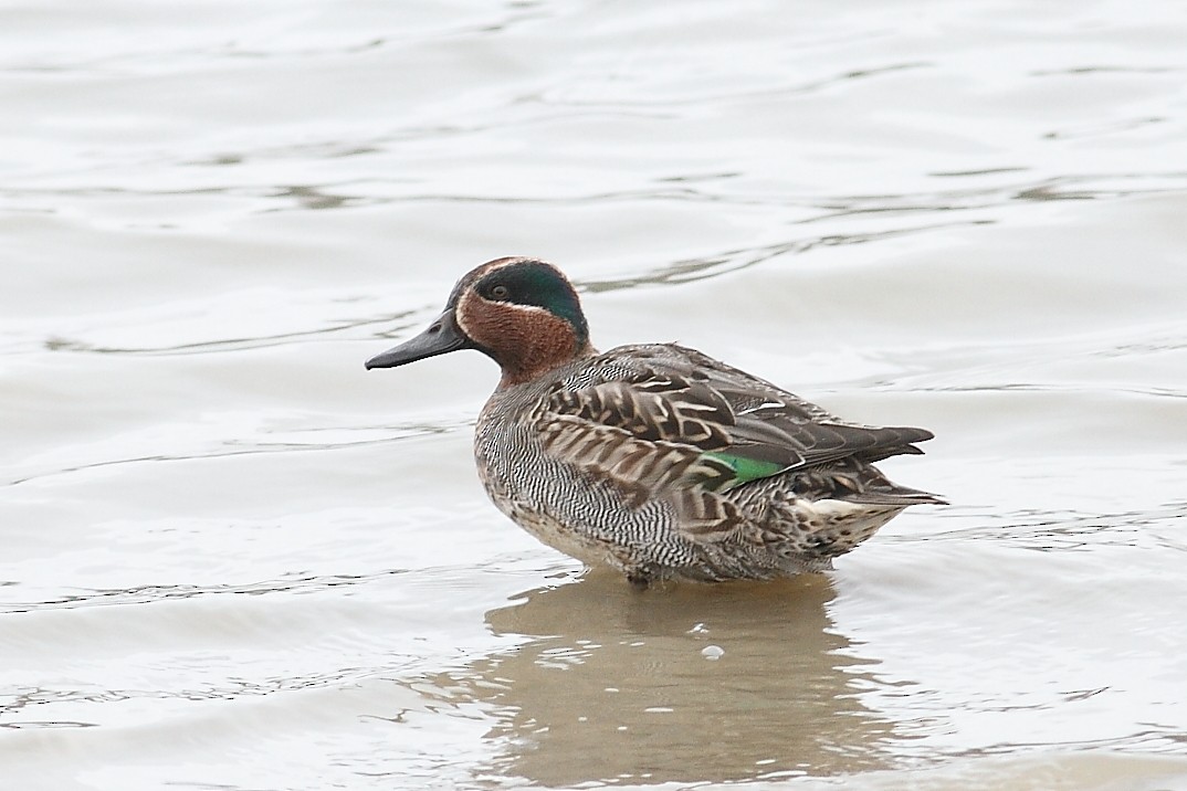 Чирянка мала - ML647615395