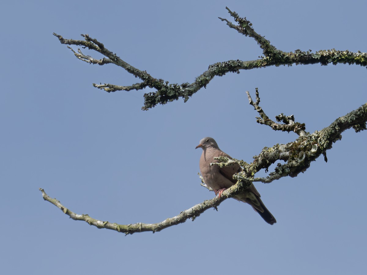 Зенаїда південна - ML647615397