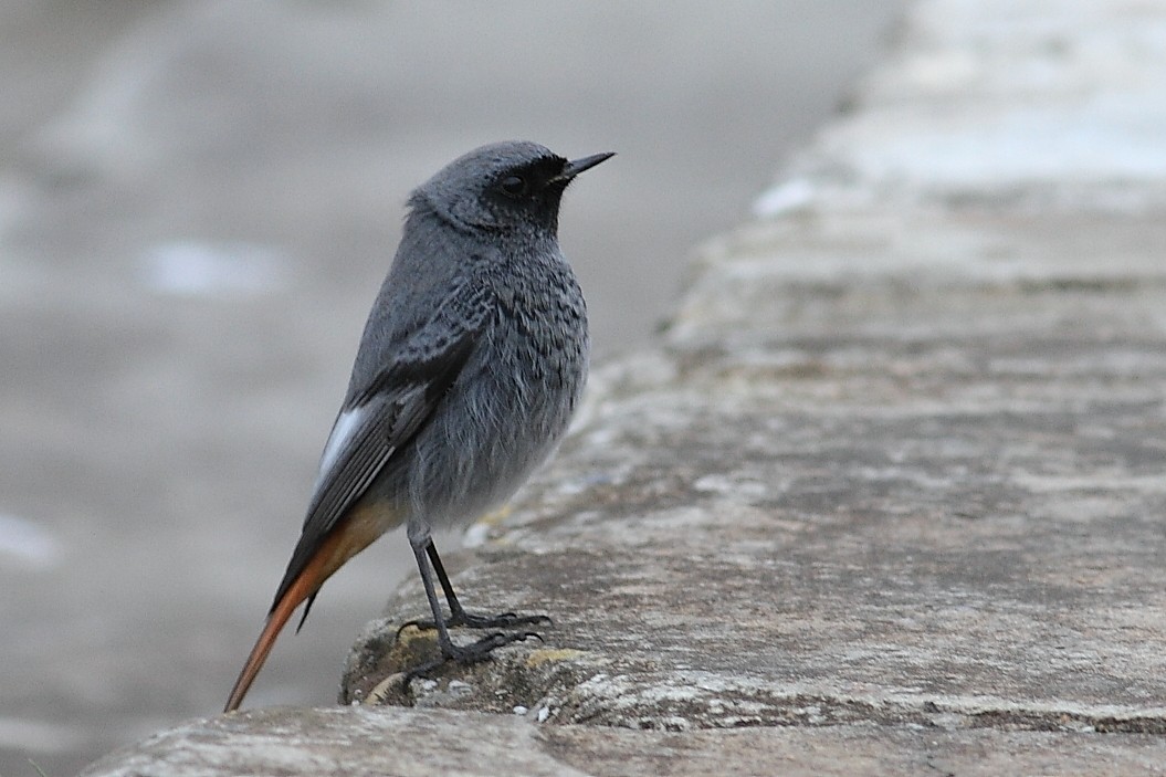 Горихвістка чорна - ML647615398