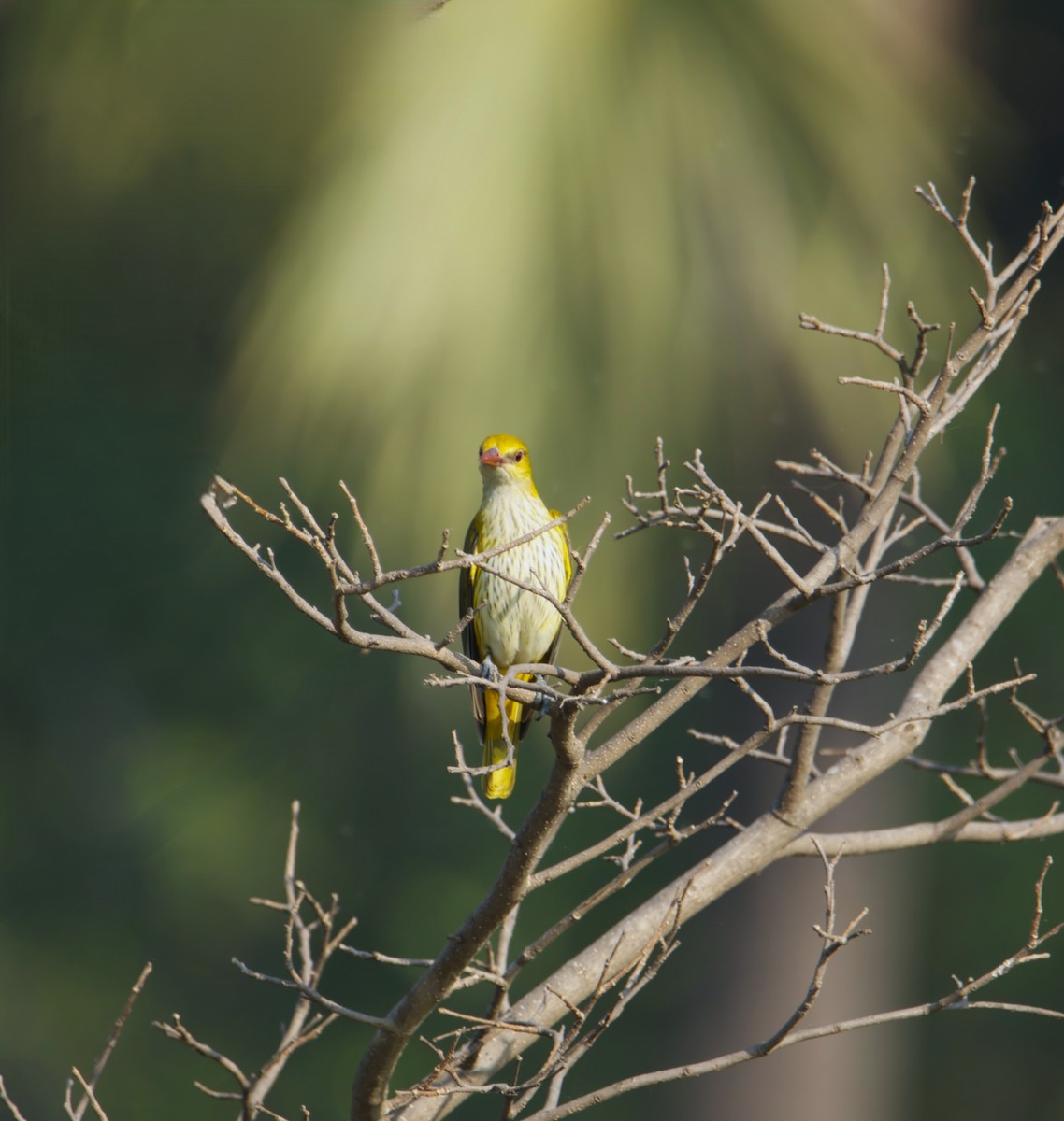 Вивільга індійська - ML647615403