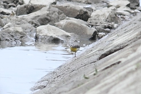 Плиска гірська - ML647615406