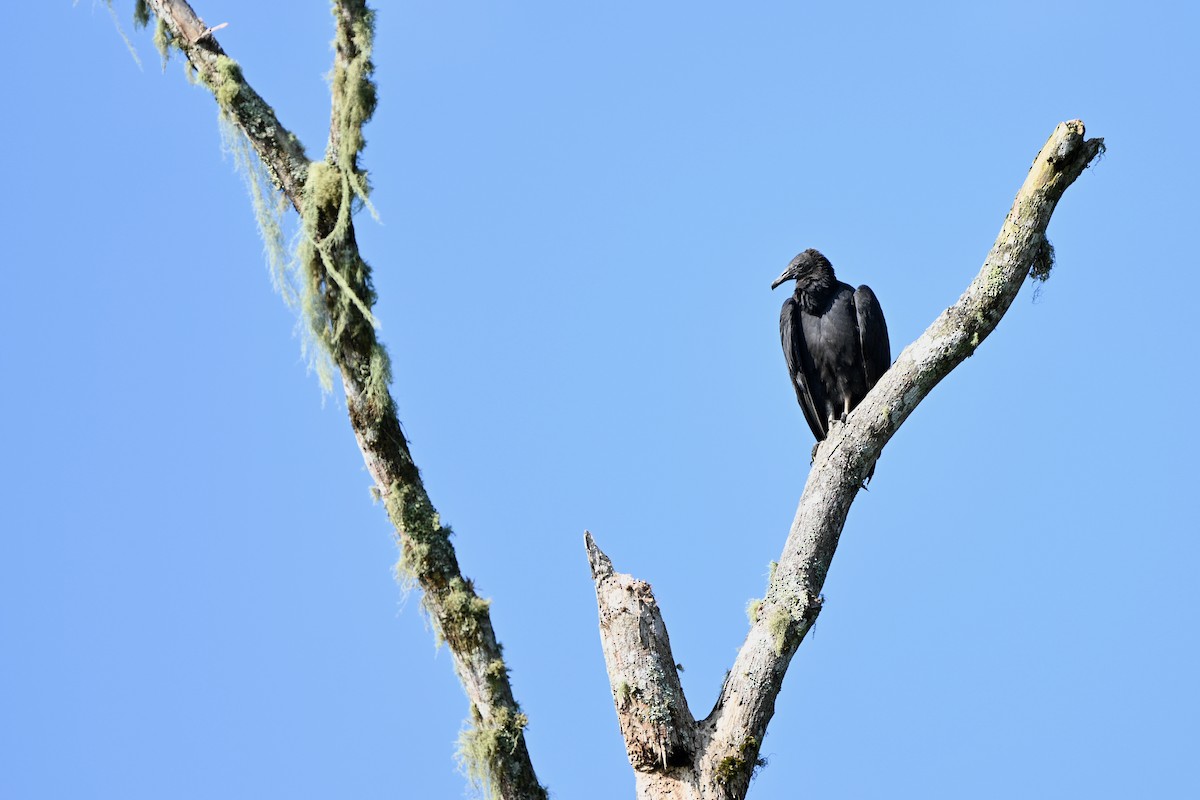 Чёрная катарта - ML647615423