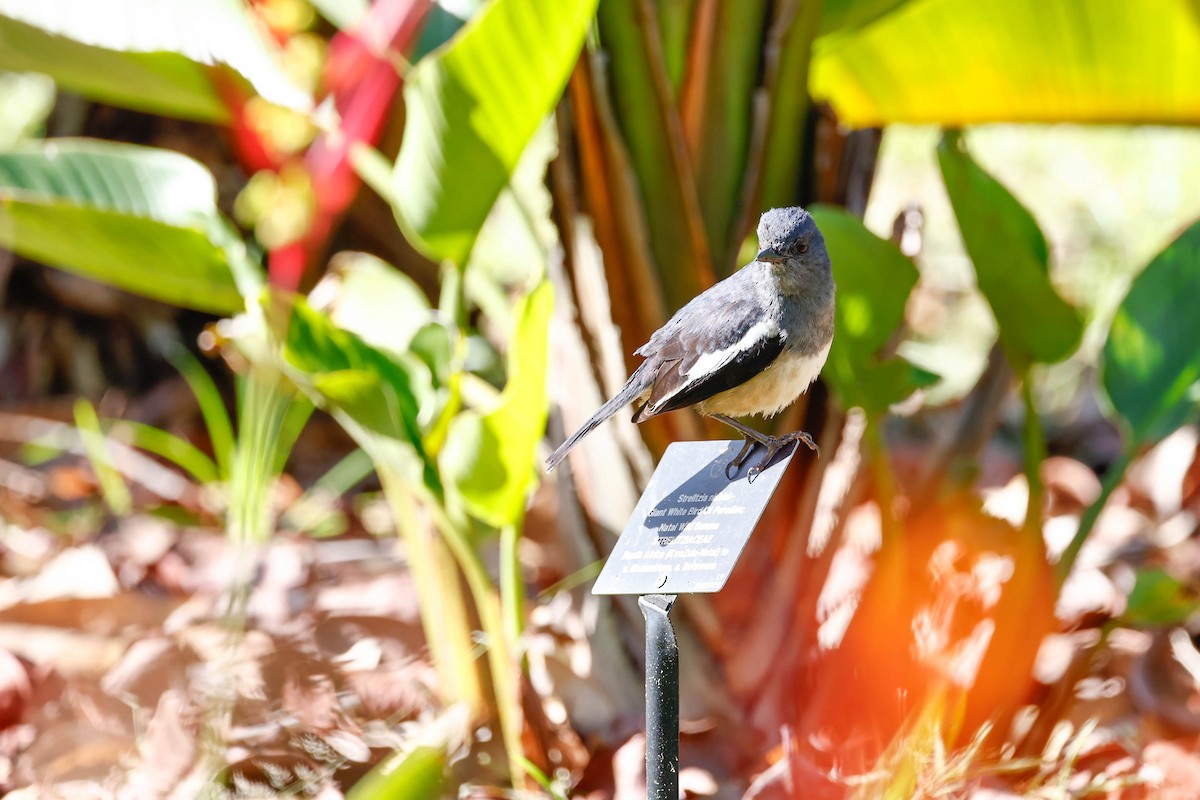 Сорочий шама - ML647615425