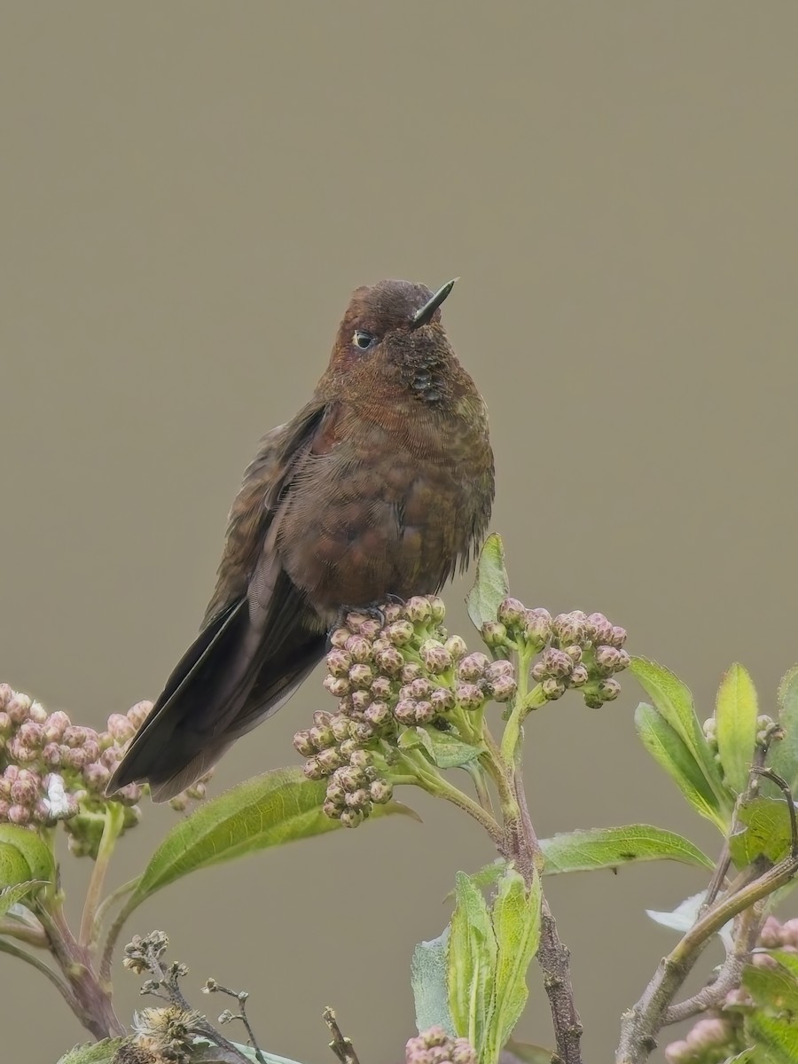 Колібрі-барвограй мідний - ML647615436