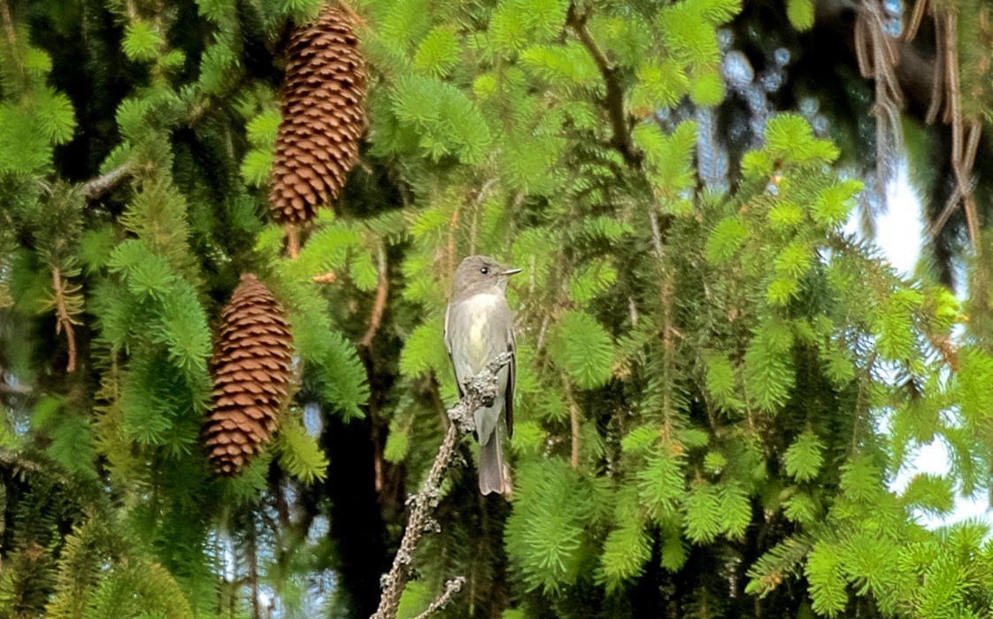 Піві північний - ML647615438
