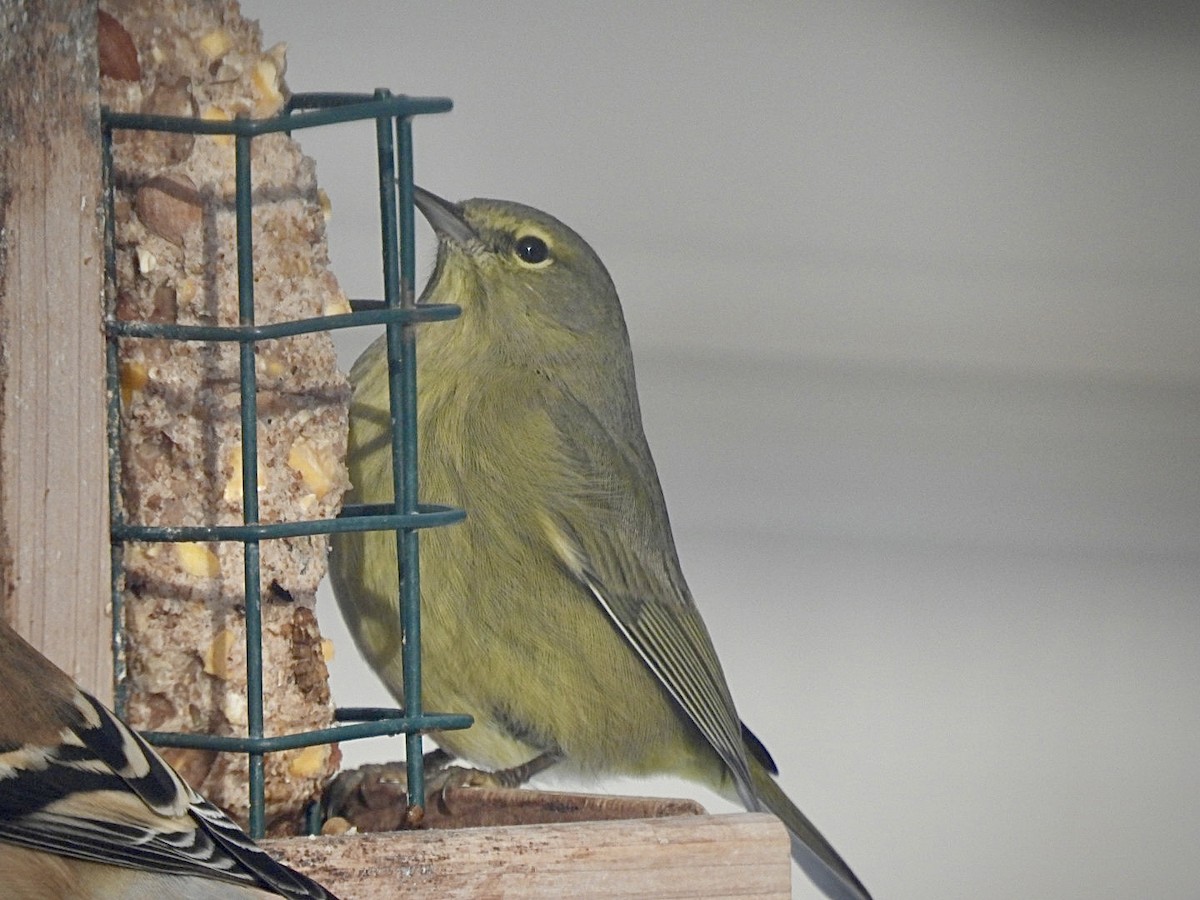 Orange-crowned Warbler - ML647615440