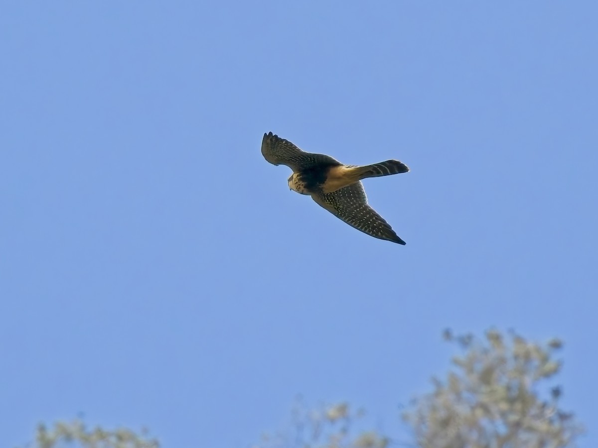 Сокіл мексиканський - ML647615441