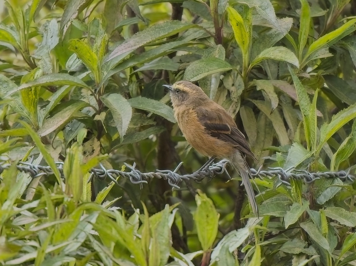 Пітайо іржастий - ML647615446