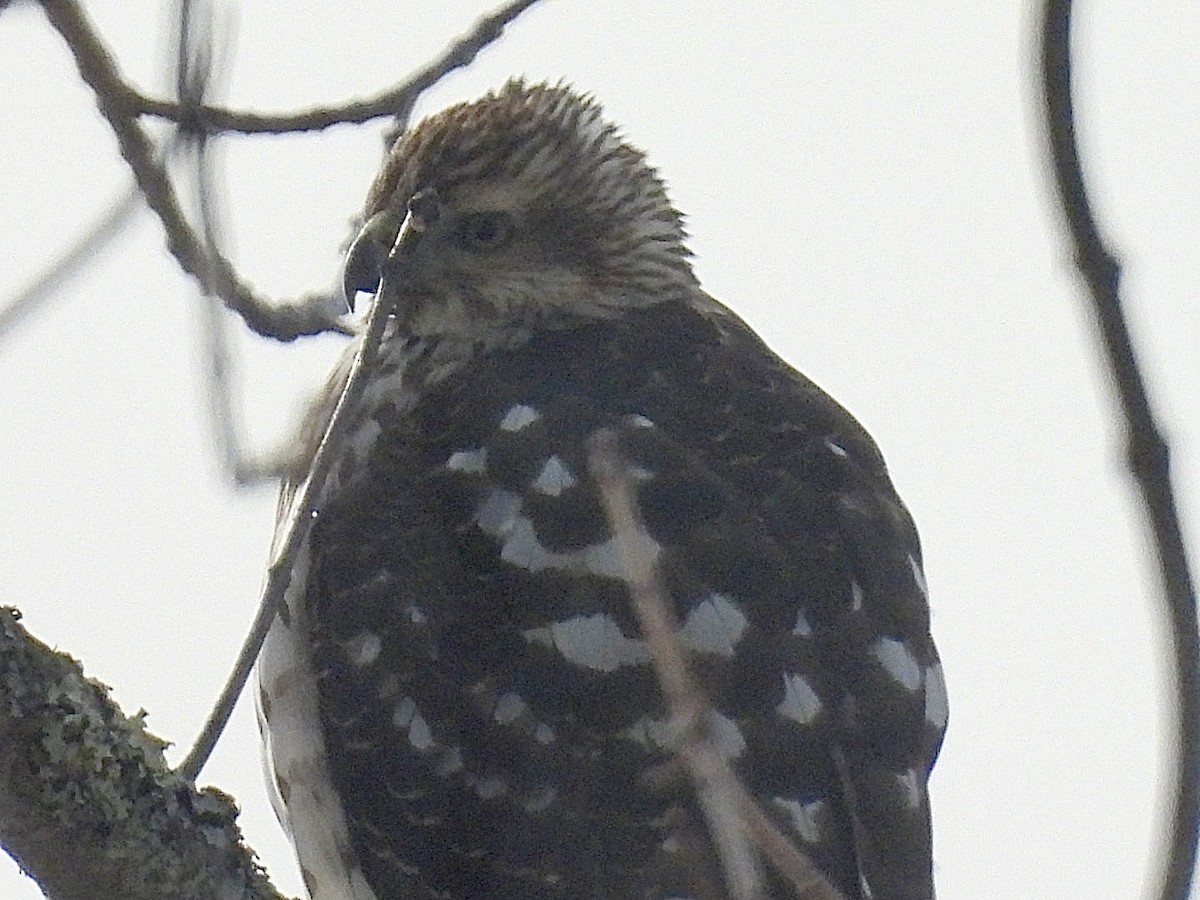 Яструб чорноголовий - ML647615447