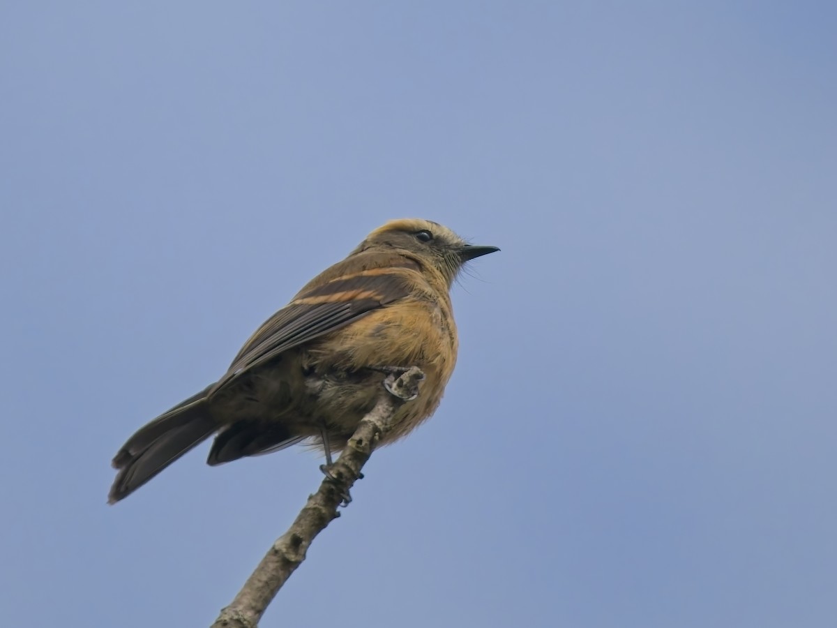 Пітайо іржастий - ML647615448