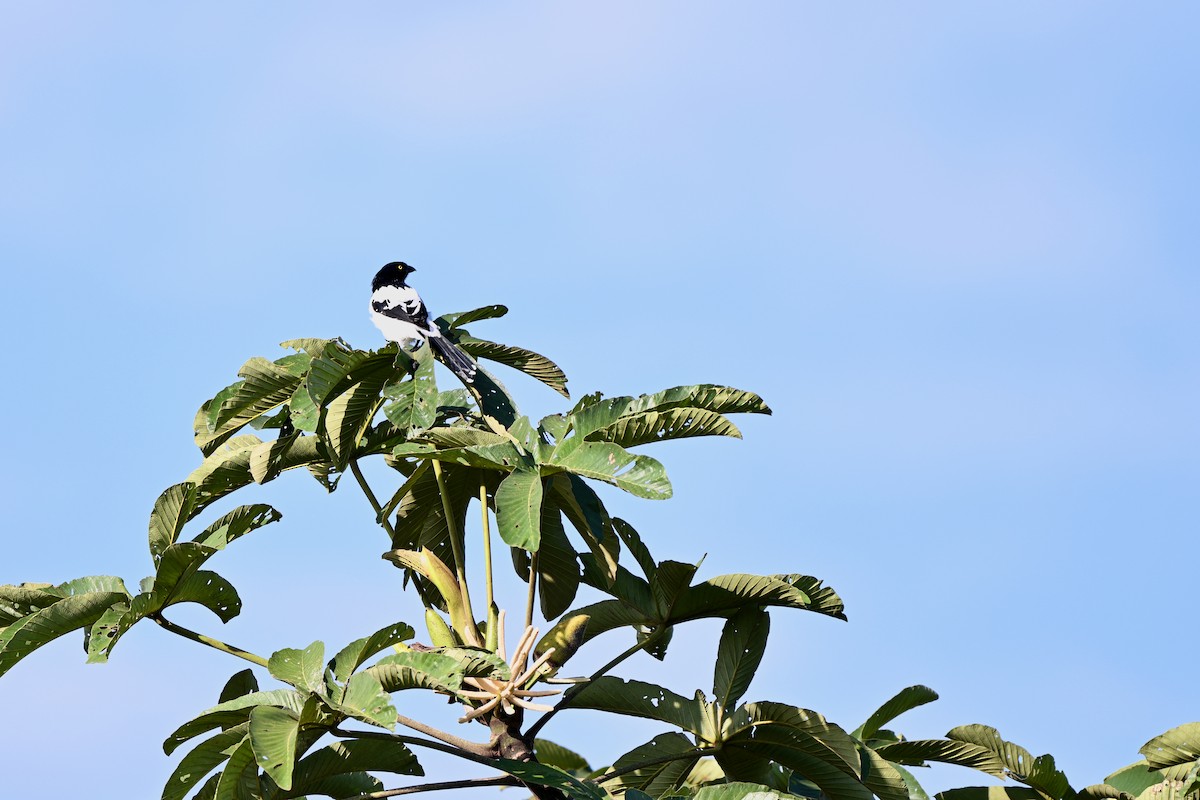 Тангар строкатий - ML647615449