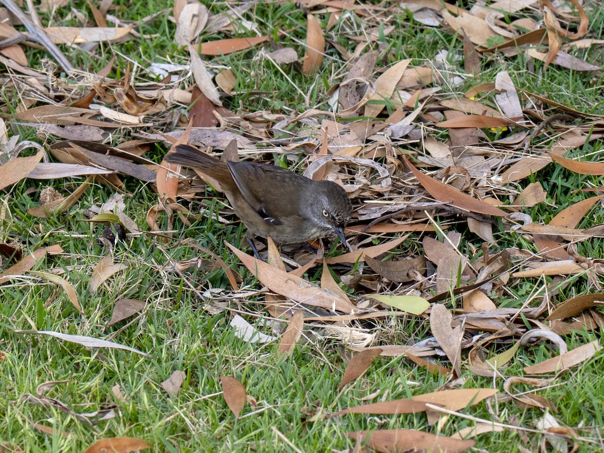 Кущовик тасманійський - ML647615450