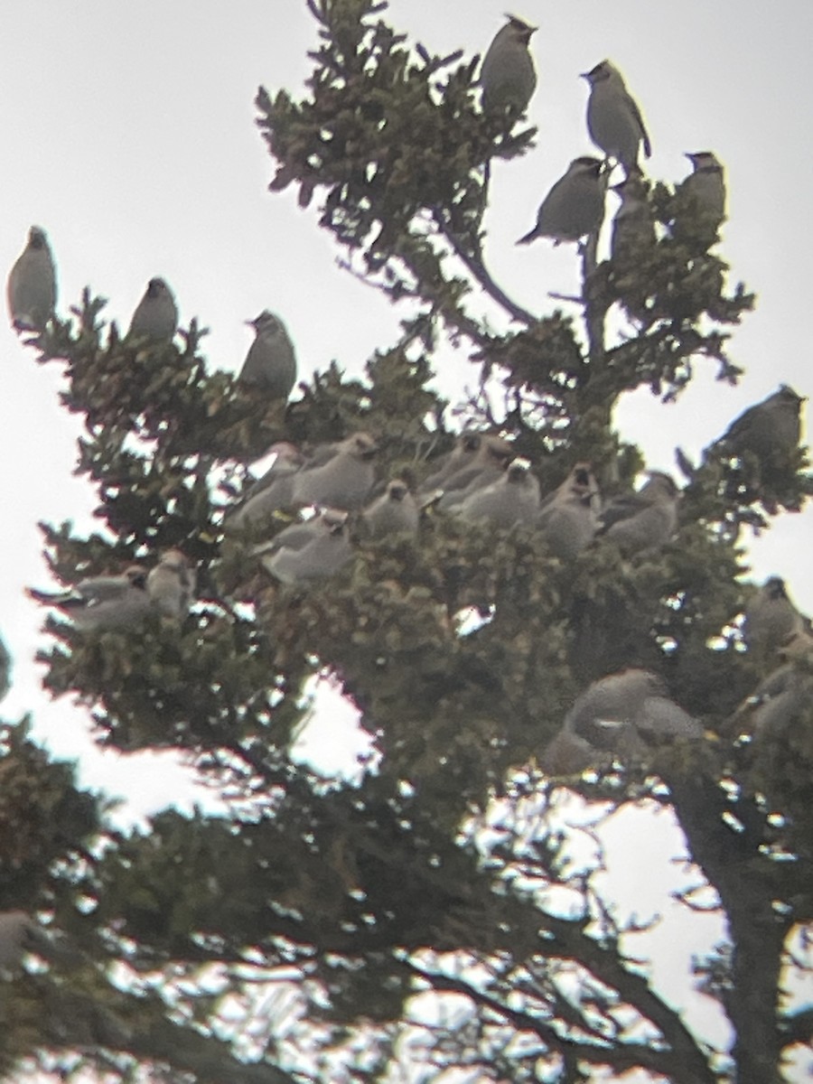 Омелюх звичайний - ML647615451