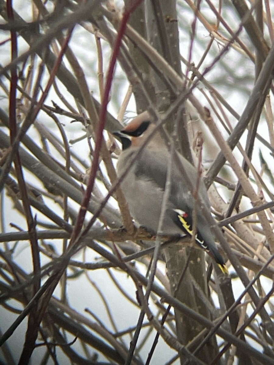 Омелюх звичайний - ML647615452