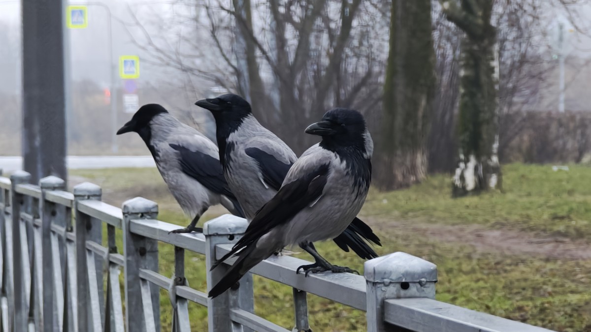 Ворона сіра - ML647615454