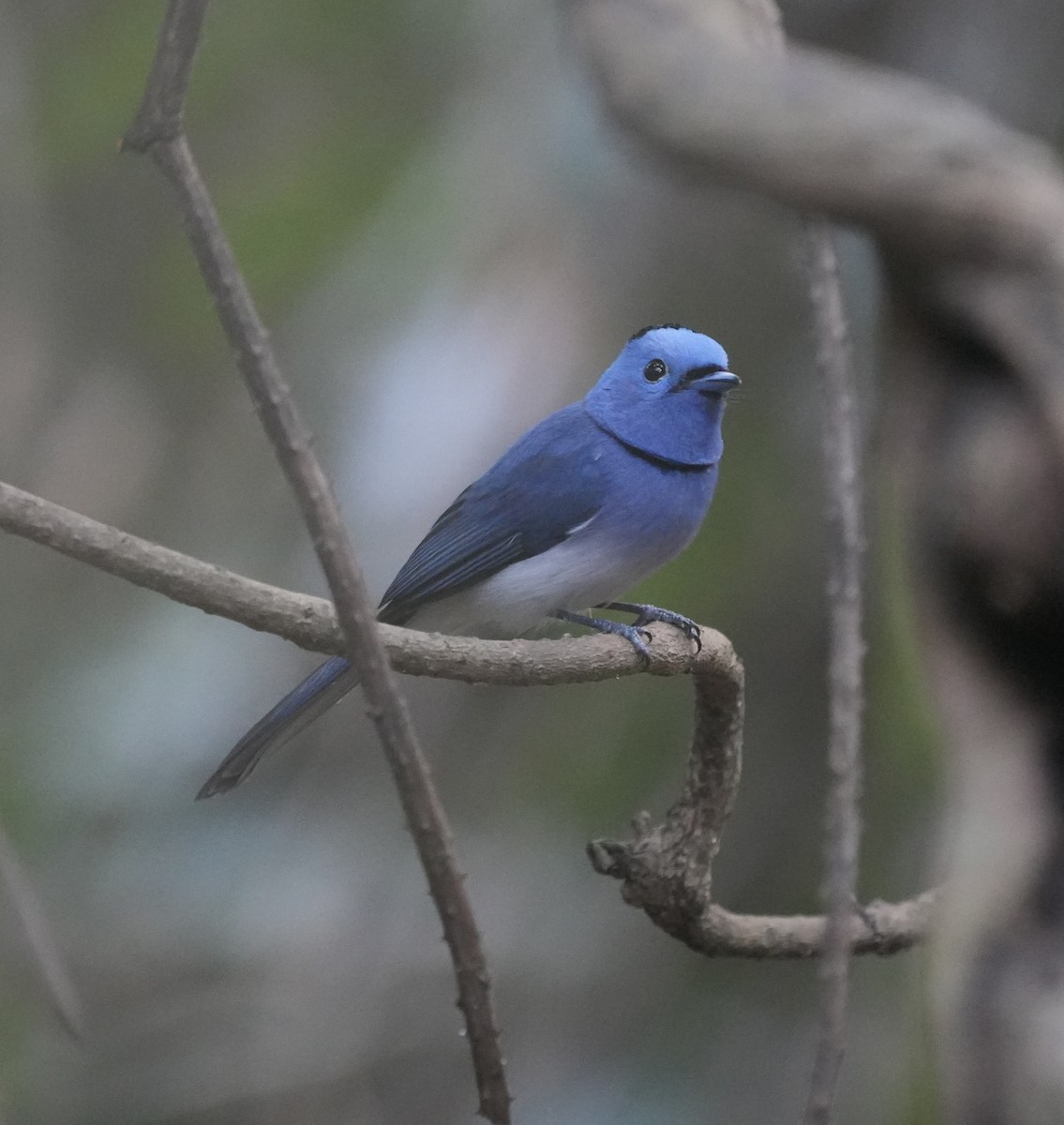 Монаршик гіацинтовий - ML647615456