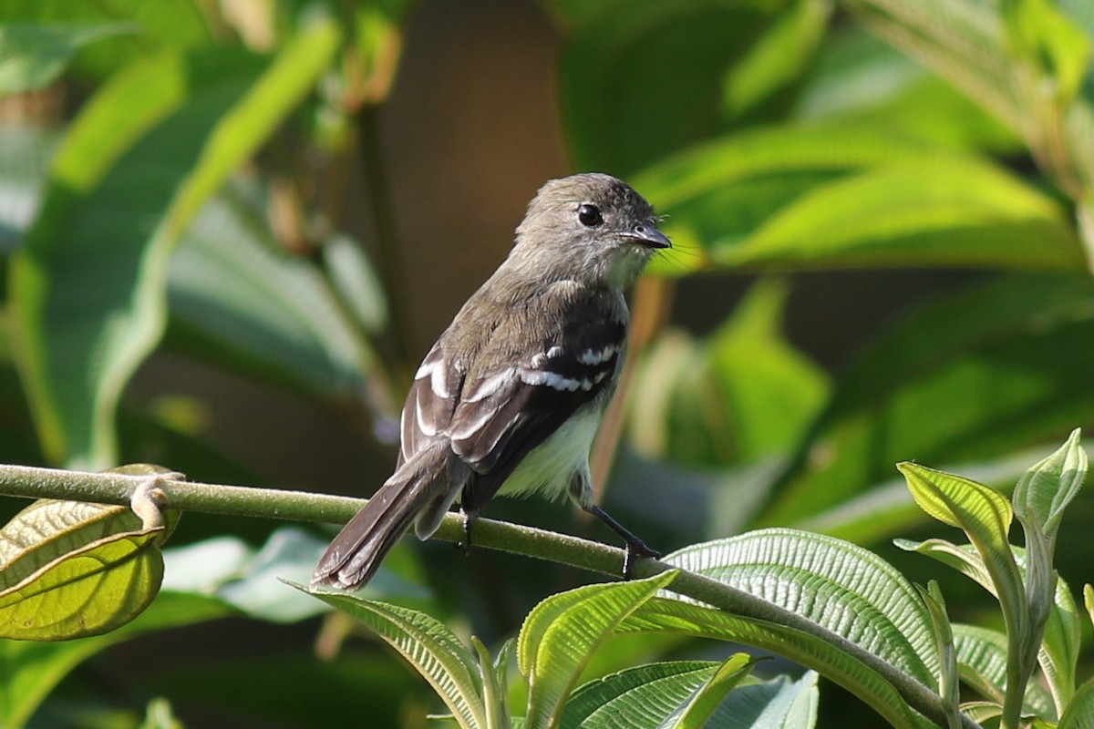 Курета еквадорська - ML647615457