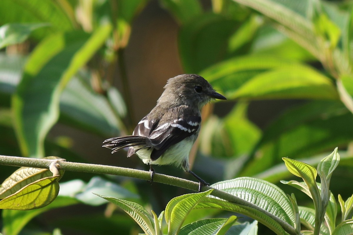 Курета еквадорська - ML647615458