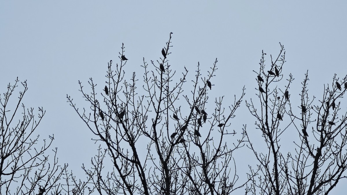 Омелюх звичайний - ML647615459