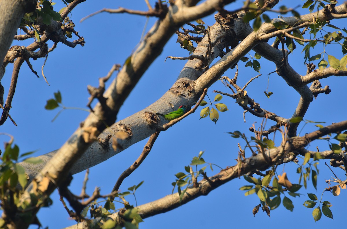 Бородастик блакитнощокий - ML647615460