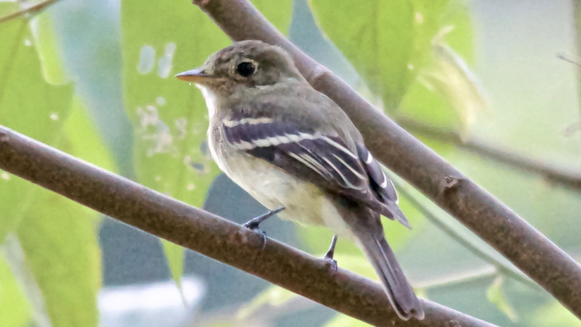 Піві-малюк вільховий - ML647615461
