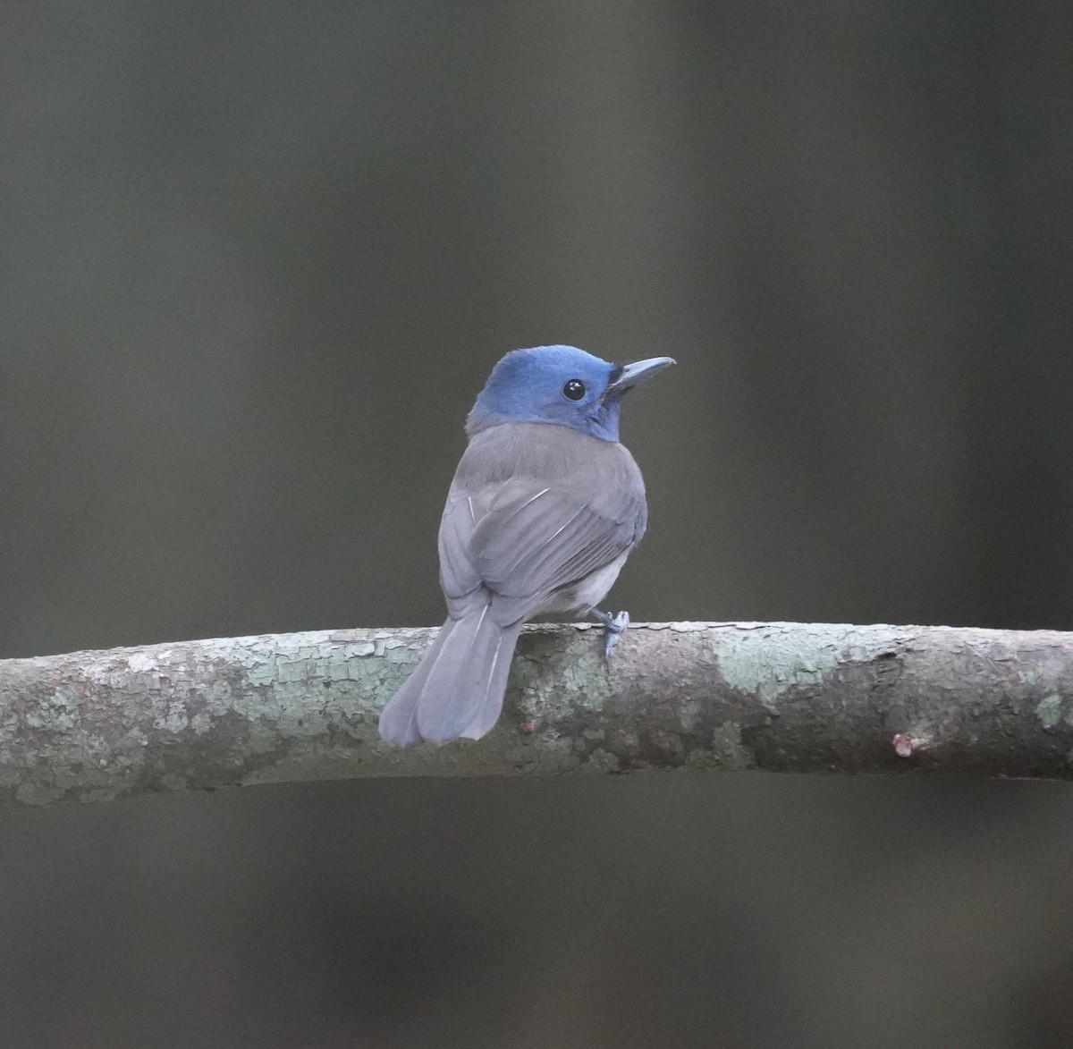 Монаршик гіацинтовий - ML647615464