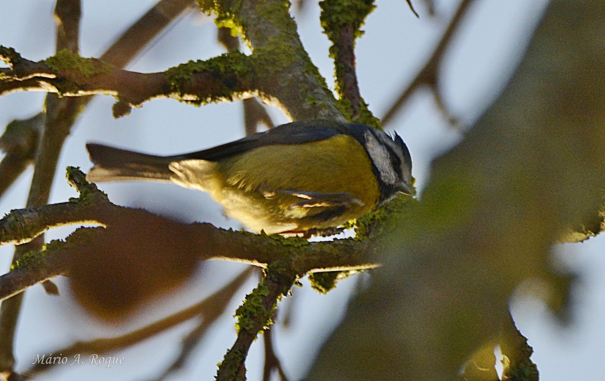 Синиця блакитна - ML647615465